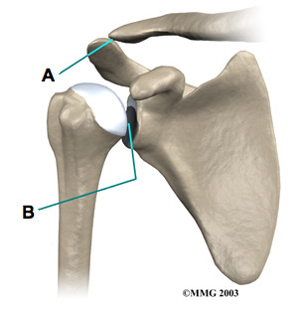 <p>The synovial ball-and-socket joint of the shoulder</p>