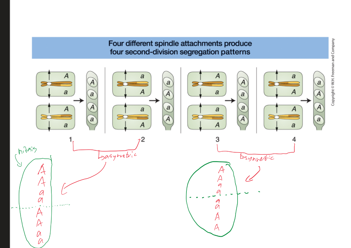 <ul><li><p>Depending on how homologs line up on metaphase plate, it influences spore patterns (4 second division spore patterns)</p></li></ul><p></p>