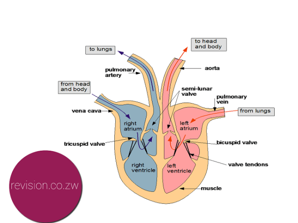 <ul><li><p>coronary arteries supply cardiac muscle with ATP</p></li><li><p>left ventricle has thickest muscular wall</p></li></ul><p></p>