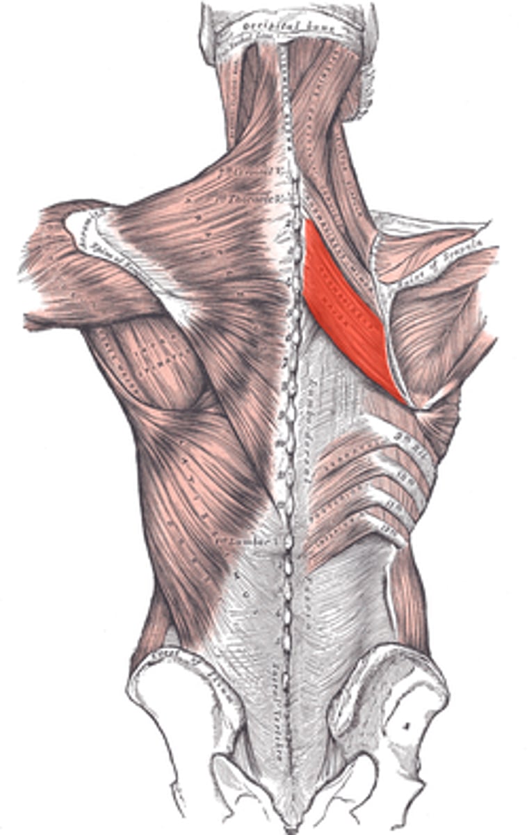 <p>Muscle retracting the scapula towards the spine.</p>