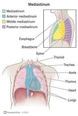 <p>Mediastinum</p>