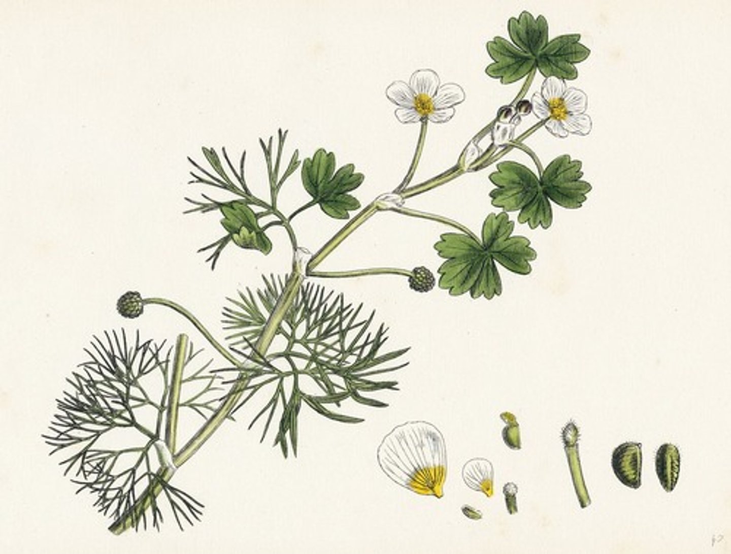 <p>sköldmöja, sködranunkel</p>