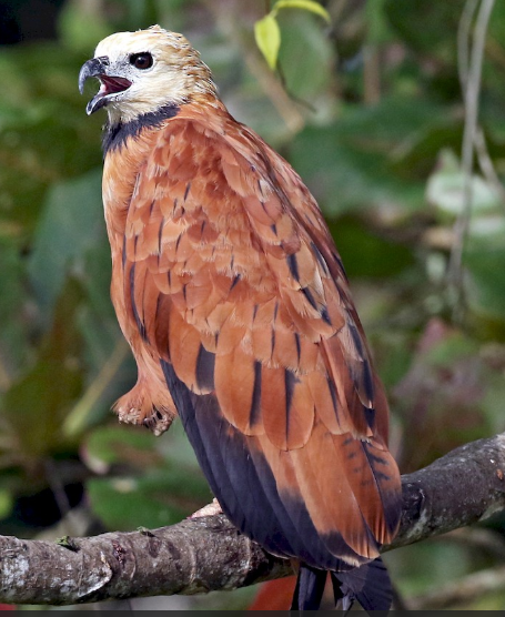 <p>What bird is this? </p>