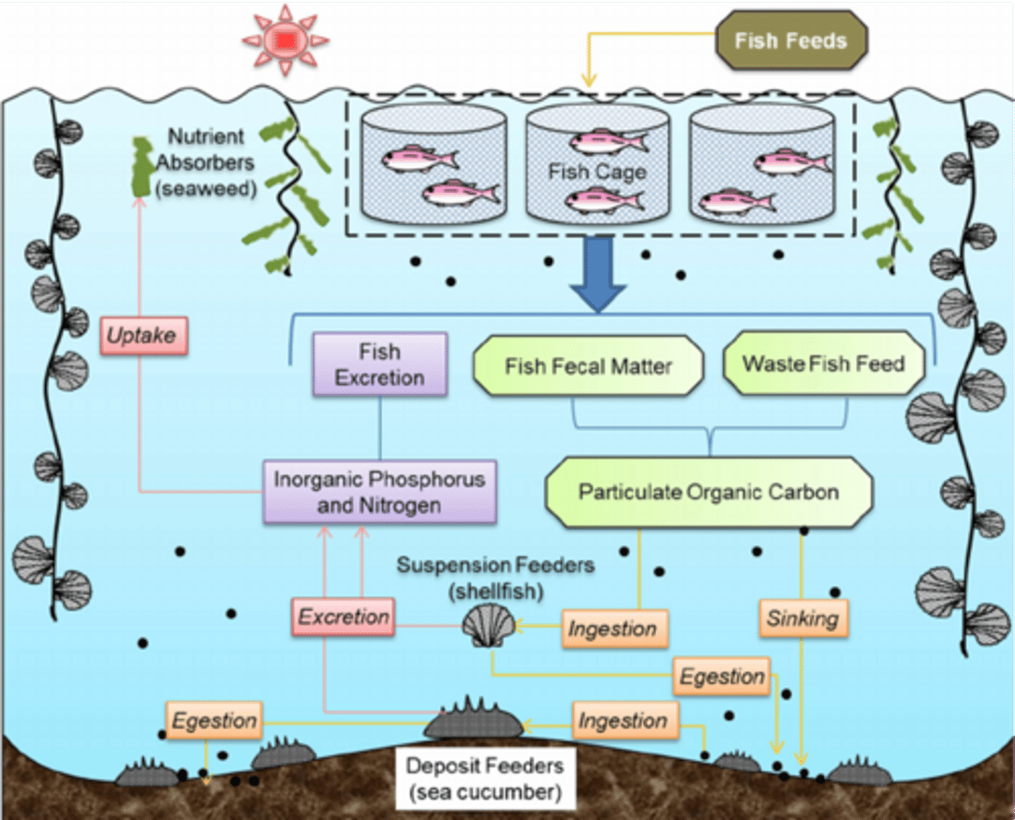 <p>1. suspension organic extractive aquaculture with invertebrates like shell fish to recapture the small particulate organic matter from the fish food</p><p>2. suspension inorganic extractive aquaculture with seaweeds to recapture the dissolved inorganic nutrients</p><p>3. deposit organic extractive aquaculture with benthic invertebrates or grazing fish to utilize the large particulate organic matter that sinks to the bottom </p>