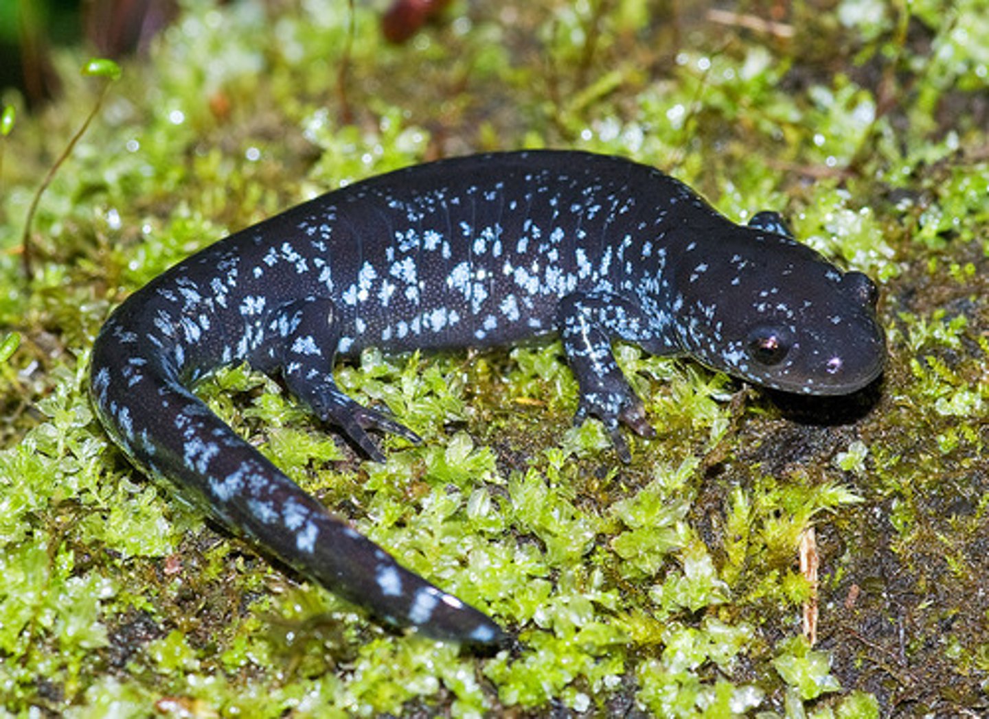 <p>Ambystoma laterale</p>