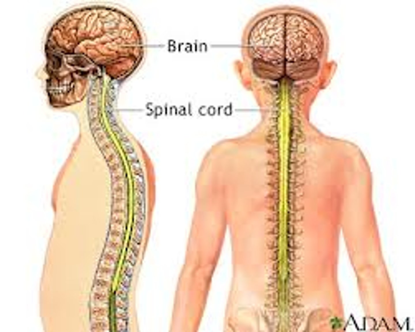 <p>located within the skull and spine</p>