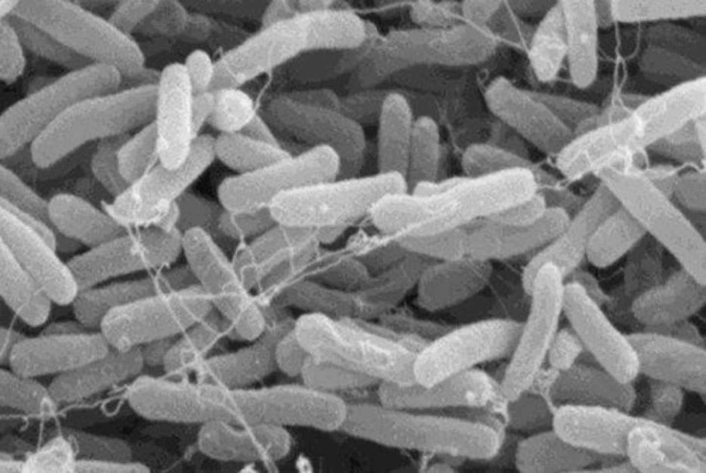 <p>Bacilli</p>