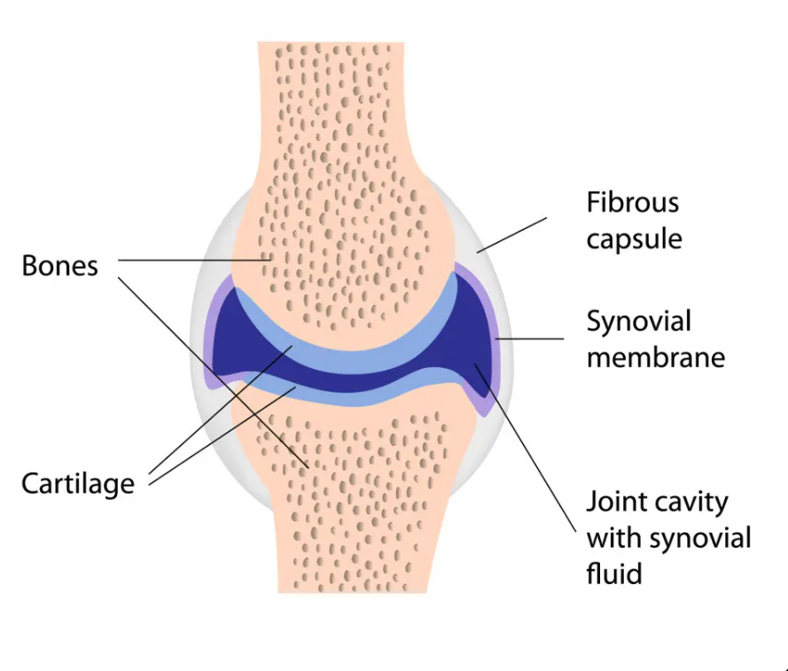 * bones that intersect within a fluid-filled cavity and have cartilage lined articular surfaces. 
* joints are generally free moving and have a wide range of possible motion.