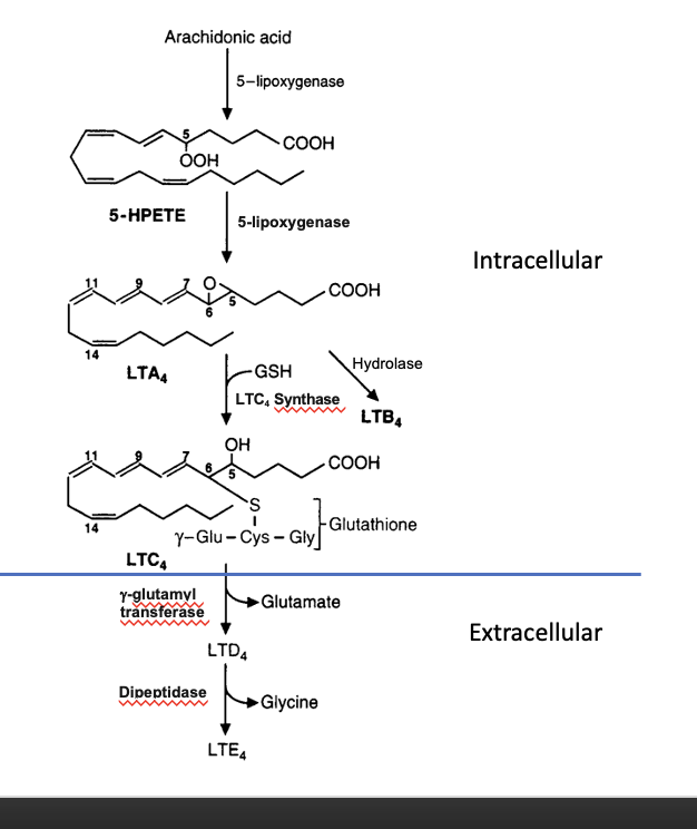 <ul><li><p>intracellular</p><ul><li><p>arachidonic acid → 5-HPETE</p><ul><li><p>thru 5-lipoxygenase</p></li></ul></li><li><p>5-HPETE → LTA<sub>4</sub> </p><ul><li><p>thru 5-lipoxygenase</p></li></ul></li><li><p>LTA<sub>4</sub> → LTC<sub>4</sub></p><ul><li><p>conjugated with GSH using LTC<sub>4</sub> synthase</p></li><li><p>alternate pathway: LTA<sub>4</sub> → LTB<sub>4</sub> thru hydrolase</p></li></ul></li></ul></li><li><p>extracellular</p><ul><li><p>LTC<sub>4</sub> → LTD<sub>4</sub> </p><ul><li><p>glutamate is removed</p></li></ul></li><li><p>LTD<sub>4</sub> → LTE<sub>4</sub> </p><ul><li><p>glycine is removed</p></li></ul></li></ul></li></ul><p></p>