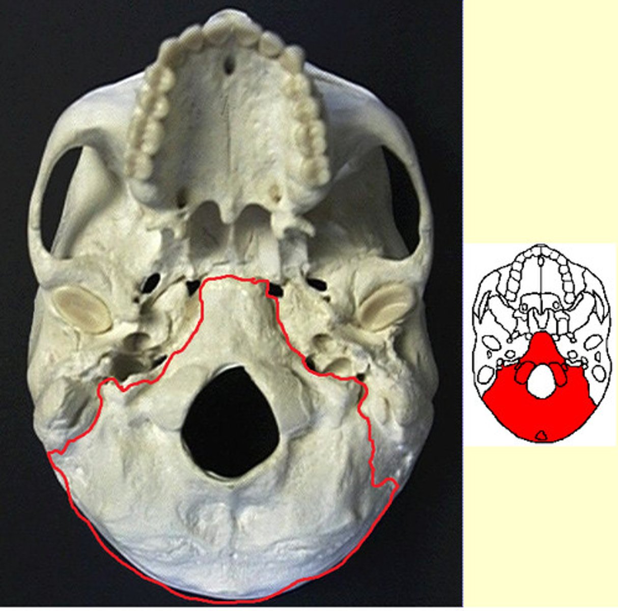 knowt flashcard image