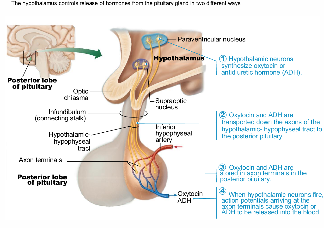 <ol><li><p>Hypothalamic neurons synthesize oxytocin or antidiuretic hormone (ADH)</p></li><li><p>Oxytocin and ADH are transported down the axons of the hypothalamic- hypophyseal tract to the posterior pituitary.</p></li><li><p>Oxytocin and ADH are stored in axon terminals in the posterior pituitary.</p></li><li><p>When hypothalamic neurons fire, action potentials arriving at the axon terminals cause oxytocin or ADH to be released into the blood</p></li></ol><p></p>