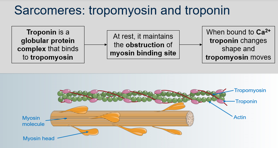 <ol><li><p>Troponin is a globular protein complex that binds to tropomyosin.</p></li><li><p>At rest, troponin maintains the obstruction of the myosin binding site by interacting with tropomyosin.</p></li><li><p>When troponin binds to Ca2+, it undergoes a conformational change that causes tropomyosin to move and expose the myosin binding sites on the actin filament, allowing for muscle contraction.</p></li></ol>