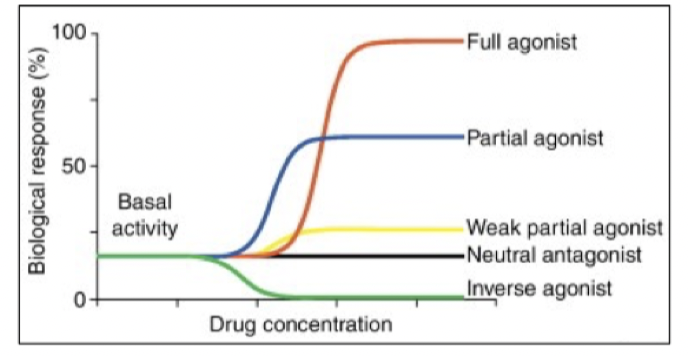 <ul><li><p><strong>Full</strong> agonist: Ger maximal efficacy. </p></li><li><p><strong>Partiell</strong> agonist: Ger partiell efficacy. </p></li><li><p><strong>Invers</strong> agonist: Minskar grundaktivitet hos receptor. </p></li></ul>