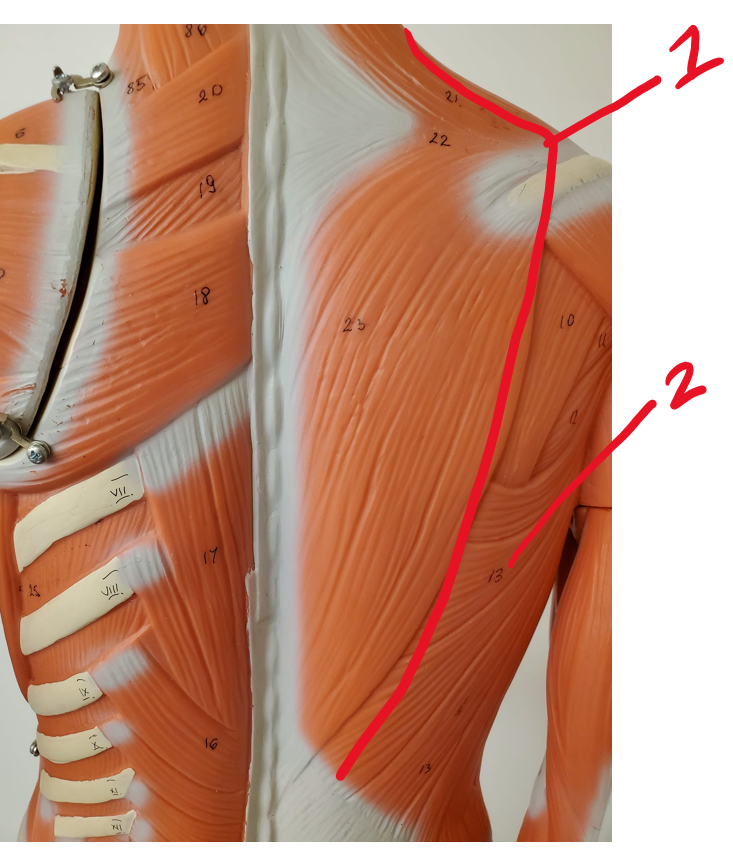 Posterior muscles of neck, shoulder, thorax #2