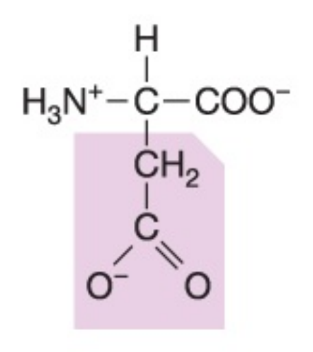 <p>Polar (negatively charged), hydrophilic</p>