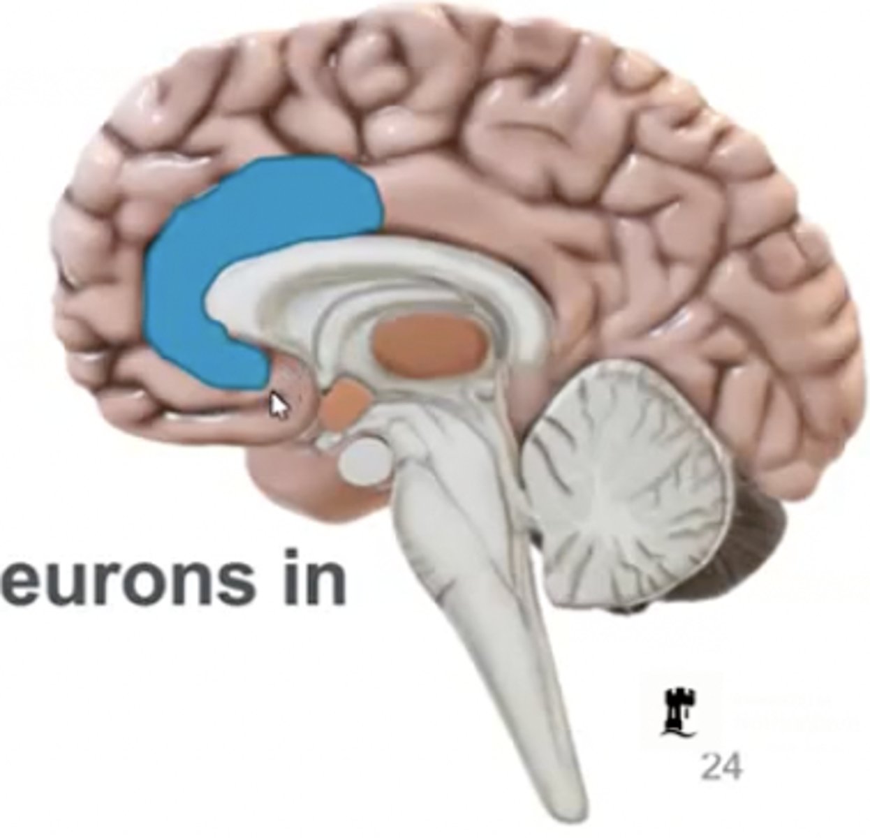 <p>There was a loss of glutamate neurons prominently in the Anterior cingulate cortex (ACC) </p><p>- Consistently comes up in literature </p>