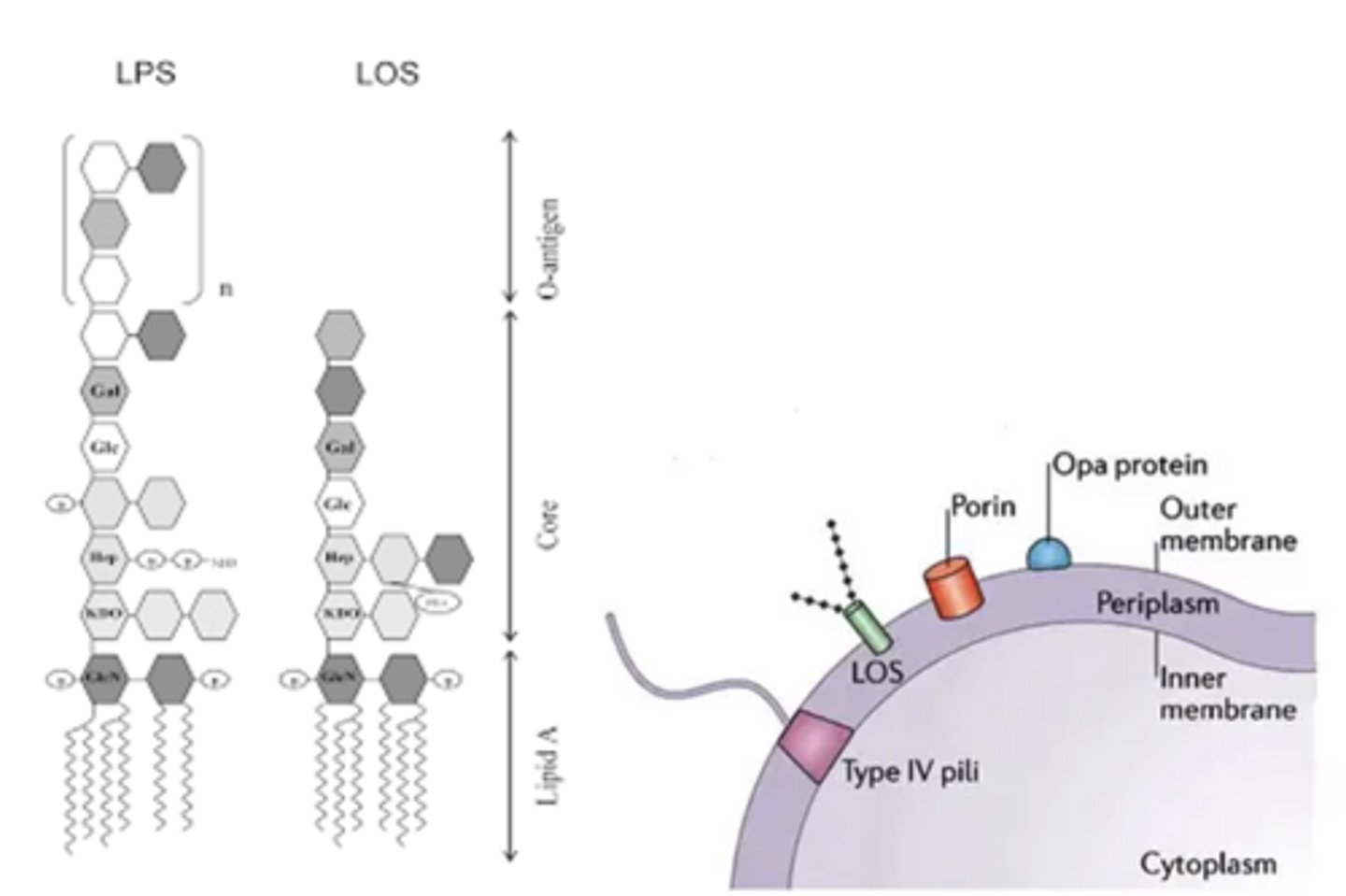 <p>virulence factors of Neisseria gonorrhoeae:</p>