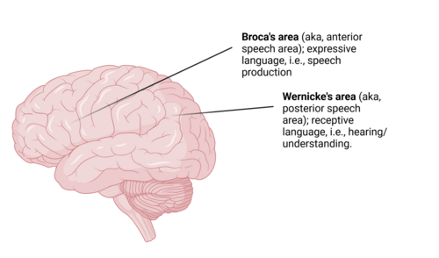 <p>- Brocas area</p><p>- Wernickes area</p>