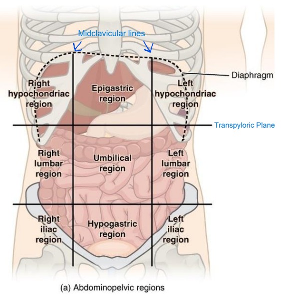 <ol><li><p>Right hypochondrium</p></li><li><p>Epigastric</p></li><li><p>Left hypochondrium</p></li><li><p>Right lumbar</p></li><li><p>Umbilical</p></li><li><p>Left lumbar</p></li><li><p>Right Iliac or Inguinal</p></li><li><p>Pubic or hypogastric</p></li><li><p>Left Iliac or Inguinal</p></li></ol>