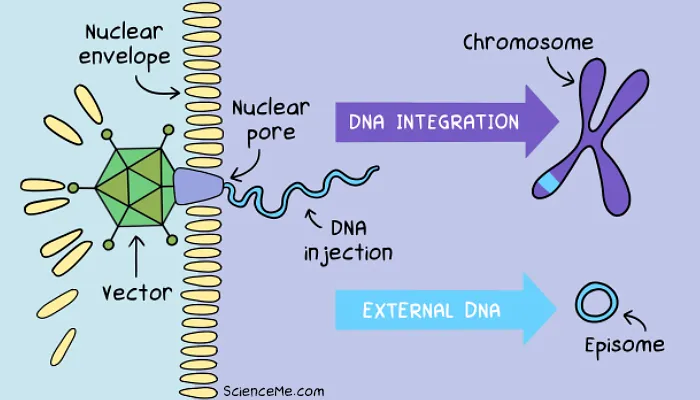 <p>The IS element in both the episome and the chromosome line up to drive recombination</p>