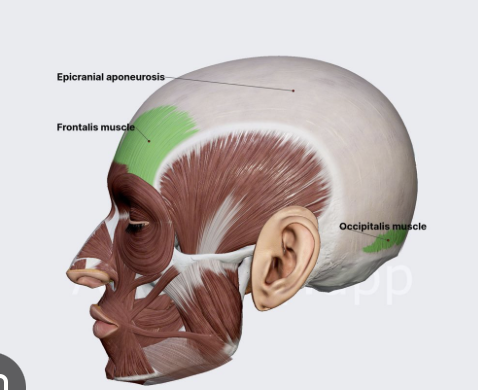 <p>Origin: Occipital bone</p><p>Insertion: Skin of the eyebrow and nose Action: Moves scalp, raises eyebrows, wrinkles forehead.</p>