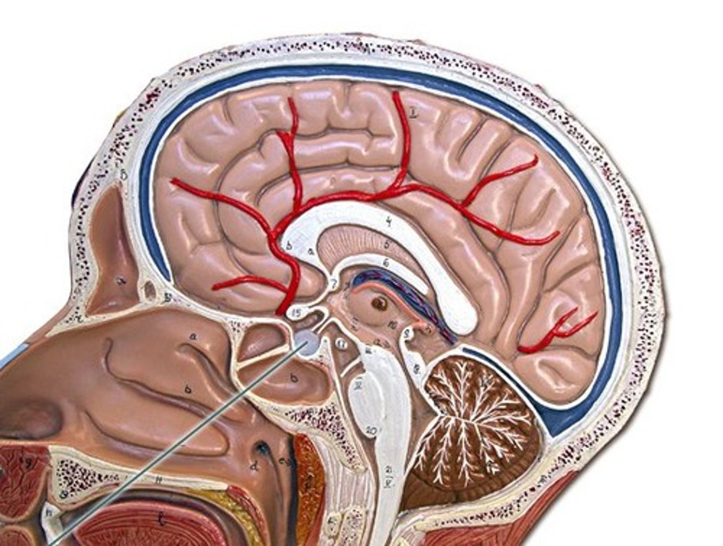 <p>This is called the "master gland" because it secretes nine hormones that have important roles in the body. Another name for this is the hypophysis.</p><p>The anterior pituitary secretes these seven hormones: human growth hormone (HGH), thyroid stimulating hormone (TSH), adrenocorticotropic hormone (ACTH), Prolactin (PRL), luteinizing hormone (LH), follicle-stimulating hormone (FSH), melanocyte stimulating hormone (MSH).</p><p>The posterior pituitary secretes these two hormones: antidiuretic hormone/vasopressin (ADH) and oxytocin.</p><p>Many of these hormones regulate the secretions of other endocrine glands within the body.</p>
