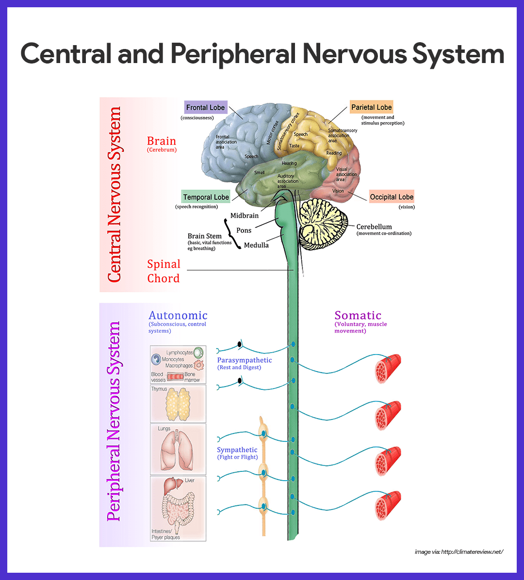 <p>cerebral cortex, cerebellum, thalamus, basal ganglion, brain stem, spinal cord </p>