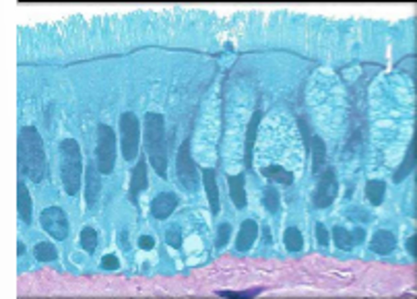 knowt flashcard image
