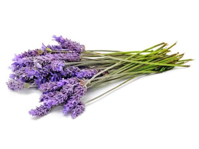 <p><img src="https://ipm.missouri.edu/mpg/thumbnails/lavendar.jpg" alt="Growing Lavender in Missouri - Lavender can be a viable crop for Missouri,  but can also have some challenges. 2023 is the third year of lavender  research being conducted by specialists from"></p>