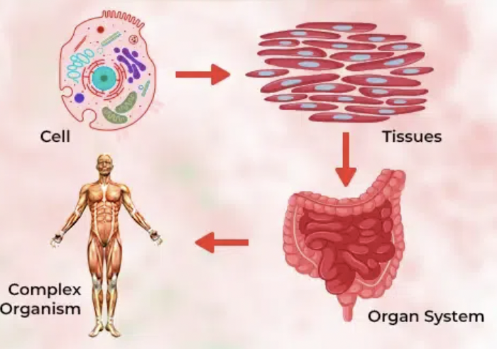 <p>What is multicelluar?</p>
