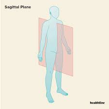 <p><span>&nbsp;is perpendicular to the ground and divides the body into left and right. The </span><em>midsagittal</em><span> or </span><em>median plane</em><span> is in the midline i.e. it would pass through the midline structures (e.g. navel or spine), and all other sagittal planes (also referred to as </span><em>parasagittal planes</em><span>) are parallel to it.</span></p>