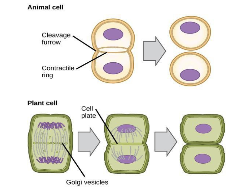 <p>what’s the difference in cytokinesis in animals cells vs. plant cells?</p>