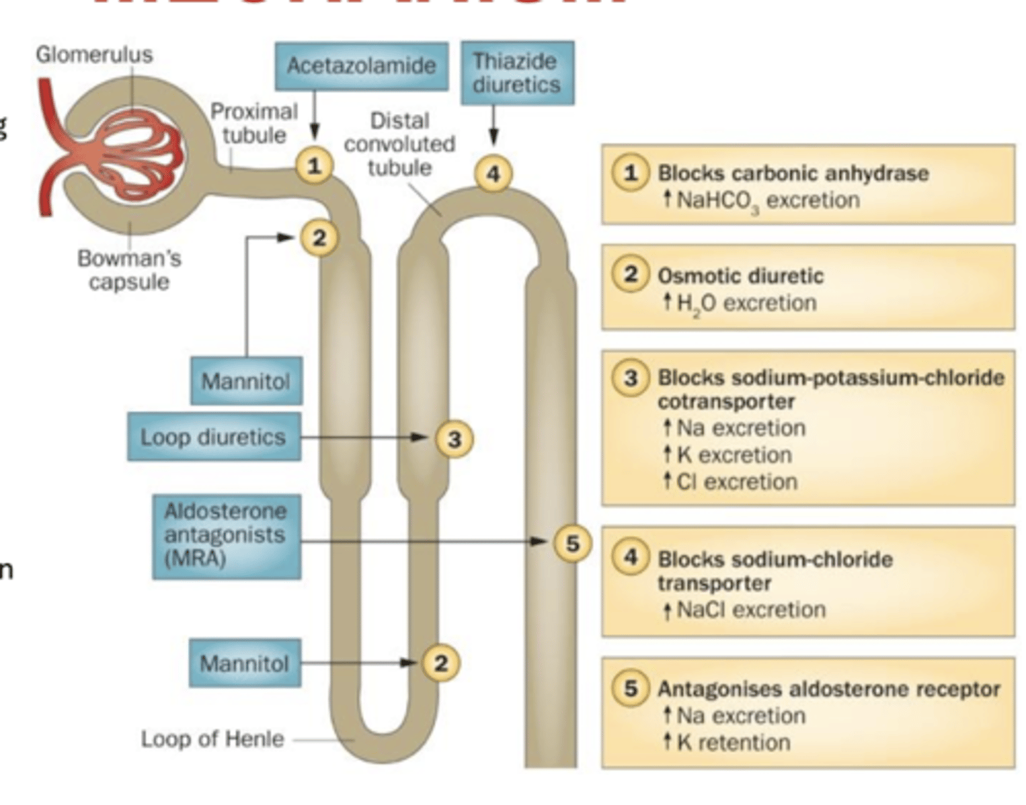 <p>- Na+/K+/2Cl- co transporter - in the thick ascending limb normally reabsorbs approx 25% of the Na+</p><p>- responsible for transporting Na+, K+ and Cl- ions from tubular lumen into epithelial cell</p><p>- water follows by osmosis</p><p>- inhibition of transporter increases DT Na+ conc</p><p>- therefore, less H2O reabsorption from CD</p><p>- reduces preload and improves contractile function of 'overstretched' heart muscle</p><p>- loop diuretics also induce renal synthesis of prostaglandins - which increase renal blood flow</p>