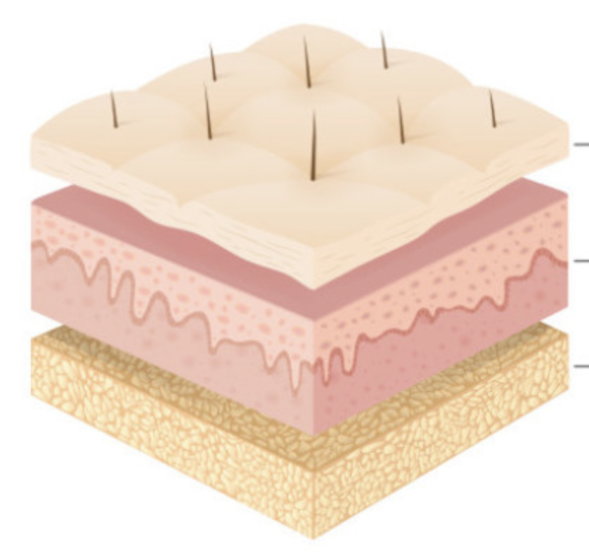 <p>what are the 2 layers of the skin? what layer is associated with the skin? (name 3 layers of the skin</p>
