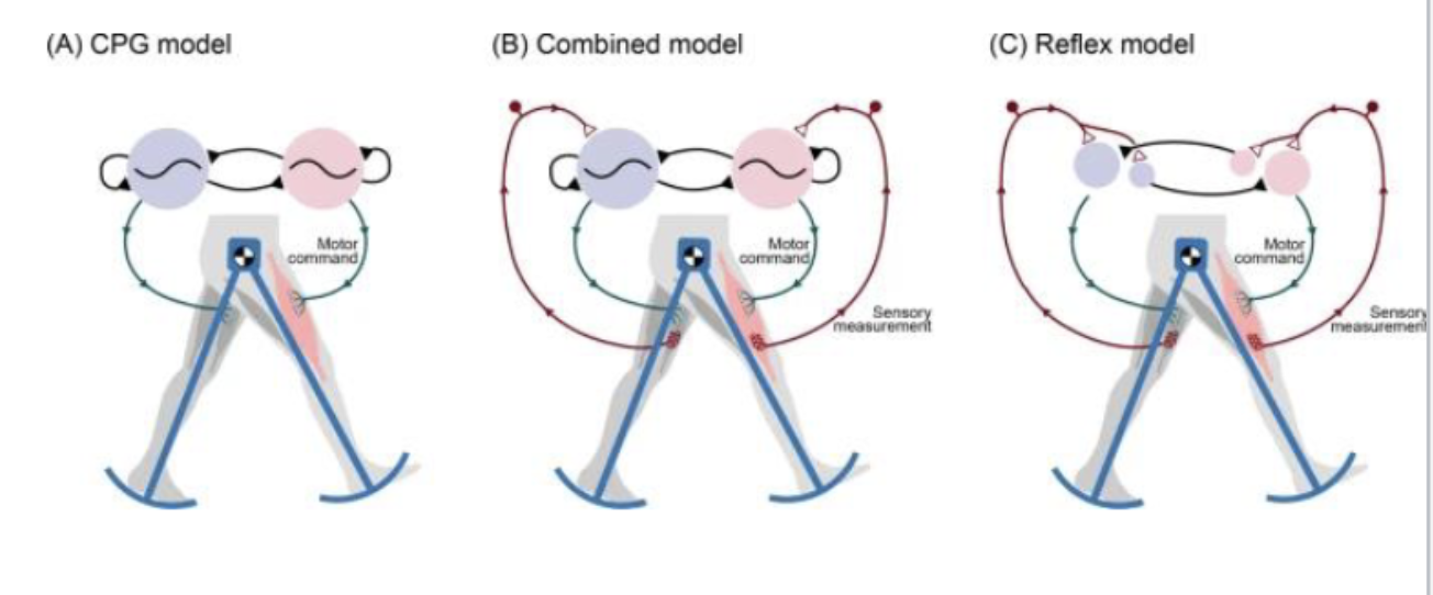 <p>are neuronal circuits that produce patterns of self-sustained neural activity that control rhythmic movements associated with activities such as walking, running, swimming, <span style="color: rgb(253, 253, 253)">chewing, and swallowing</span></p><ul><li><p><span style="color: rgb(253, 253, 253)">CPGs have been located in the spinal cord and brainstem</span></p></li><li><p><span style="color: rgb(253, 253, 253)">they are centrally generated – not dependent on sensory stimulation</span></p></li><li><p><span style="color: rgb(253, 253, 253)">they can be modified by sensory input- for optimization of behavioral responses </span></p><ul><li><p>e.g. if you want to get from pt. A to pt. B, you keep walking until you choose to stop </p></li><li><p>e.g. if you needed to jump over an obstacle to keep walking on your path, this sensory input would also help you to make that decision to jump in the middle of your rhythmic pattern of walking </p></li></ul></li></ul><p></p>