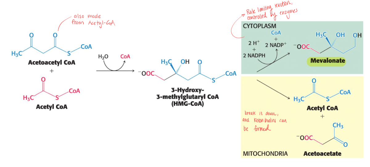 <ol><li><p>Acetyl-CoA and Acetoacetyl-CoA (also from acetyl-CoA) forms <strong>mevalonate </strong>using 2 NADPH, this step is rate limiting and occurs in cytoplasm. </p></li><li><p><strong>Mevalonate</strong> is then turned into <strong>3-isopentyl pyrophosphate </strong>using <u>3 ATP</u>.</p></li></ol><p></p>