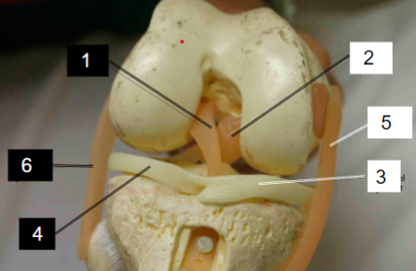 <p>Name joint 6.</p>