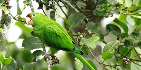 <p>● bill strongly hooked, decurved with cere</p><p>● toes long, zygodactyl</p><p>● usually brightly colored, tropical</p>