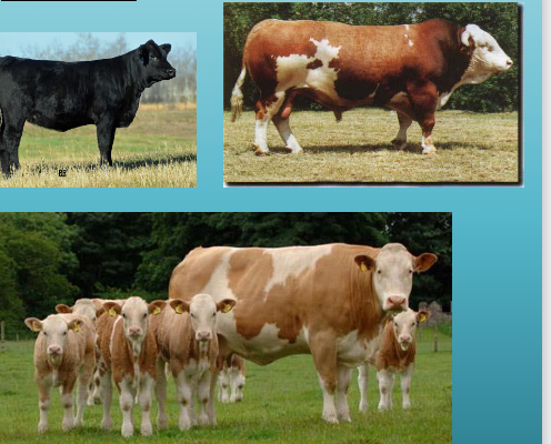 <p>what breed and type is this&nbsp;</p>