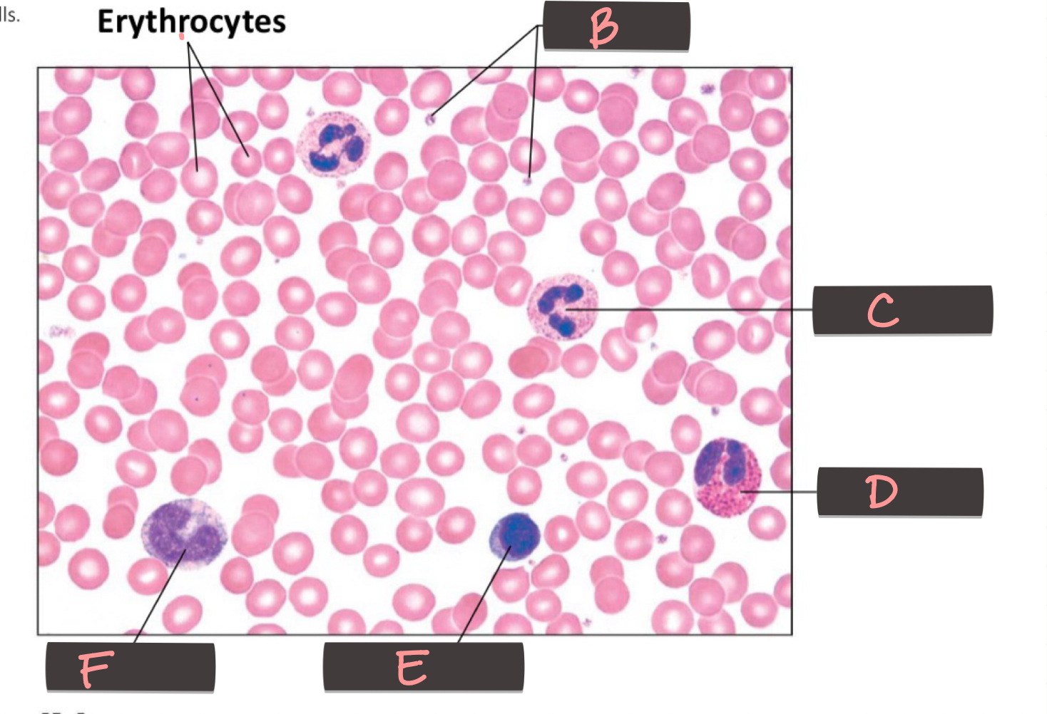 <p>Erythrocytes</p>