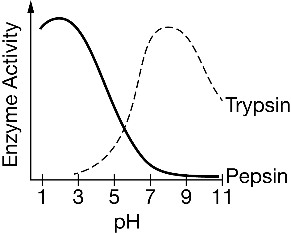<p>Trypsin and pepsin are enzymes that function in different areas of the digestive tract. One functions in the stomach, where the <span>pH</span> is between <span>1.5</span> and <span>3.5</span>, while the other functions in the small intestines, where the <span>pH</span> is between <span>6</span> and <span>8</span>.</p><p class="stem_paragraph">Based on Figure 1, which of the following best describes where each enzyme functions?</p>