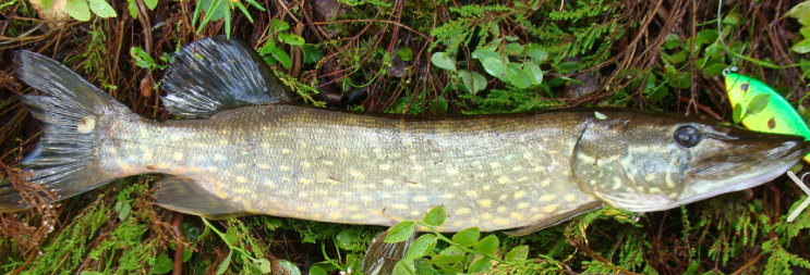 <p>What fish is this and how do you know</p>