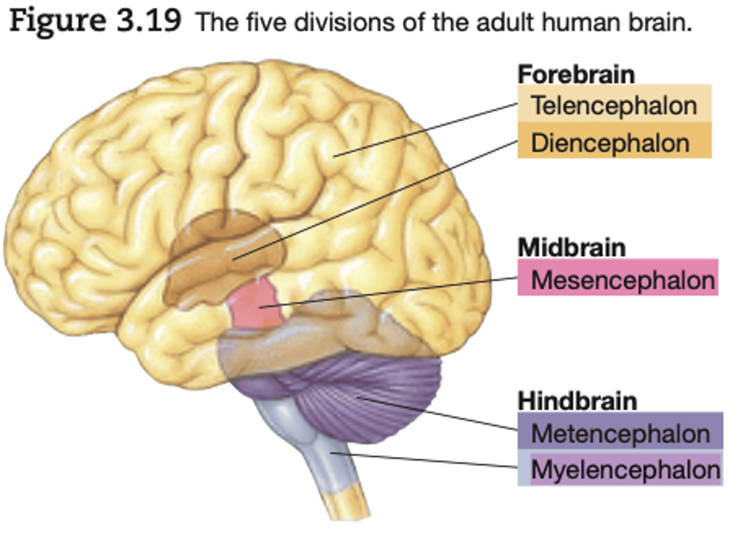 <p>forebrain - Telencephalon &amp; Diencephalon</p><p>midbrain - Mesencephalon</p><p>hindbrain - Metencephalon &amp; Myelencephalon</p>