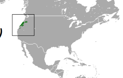 <p>Which species fits the following habitat and management concerns?</p><p><br>Habitat: Inhabits Oregon’s moist streamsides, thickets, and woods; does best in areas with brushy vegetation and fallen decaying logs</p><p>Management issues: No major threats have been identified for this species; restricted to part of western Oregon, but is known from at least 50 collection sites; little info on population status but evidently not threatened</p>
