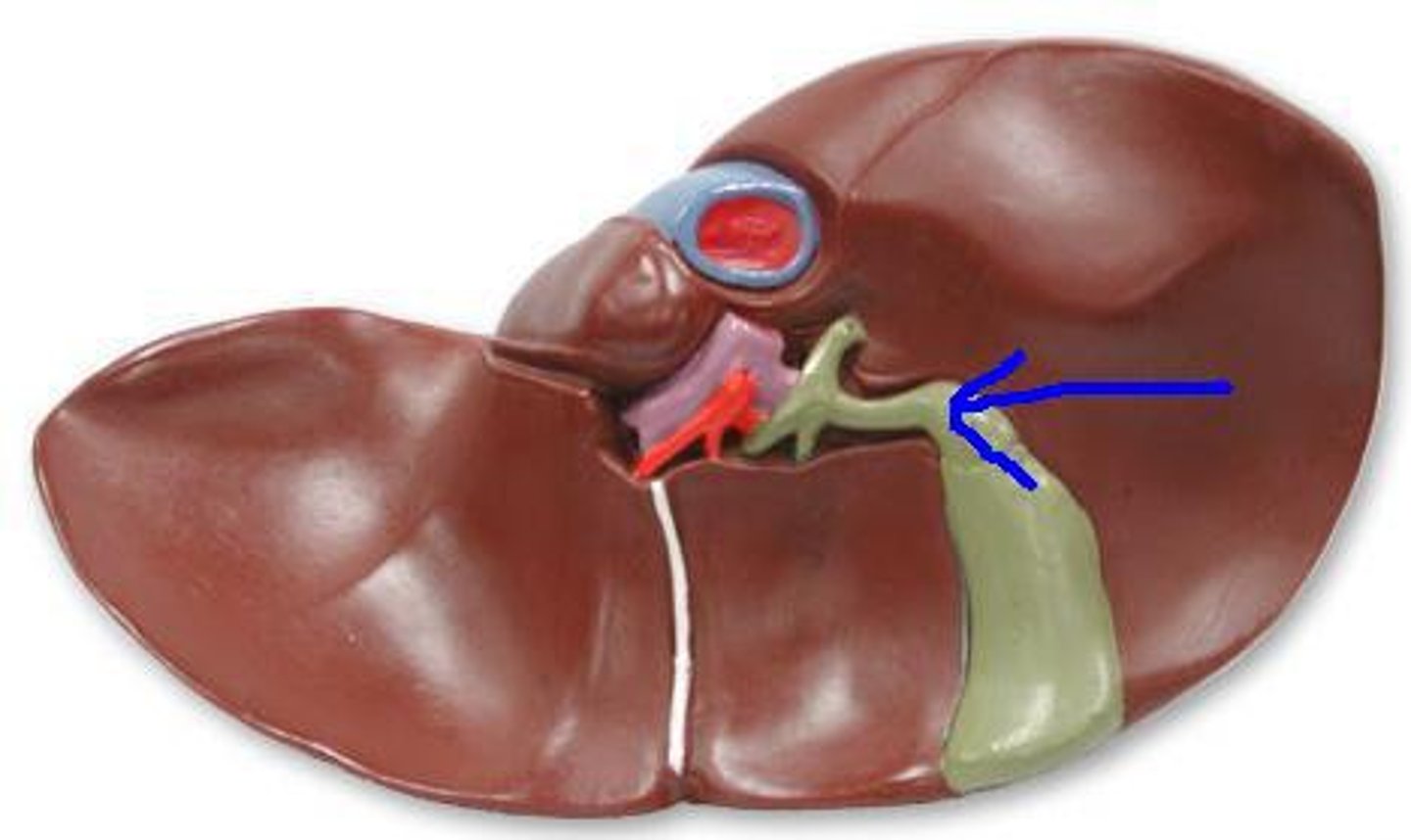 <p>Short duct between gallbladder and common hepatic duct joins common hepatic duct to form bile duct</p>