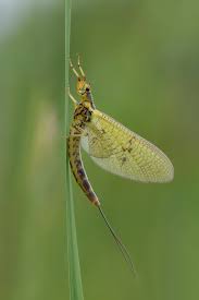 <p>mayflies</p>