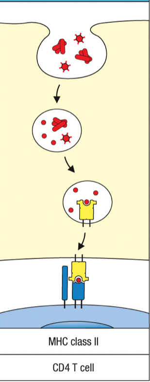 <p>process that internalizes a larger volume of extracellular fluid directly without a receptor</p>