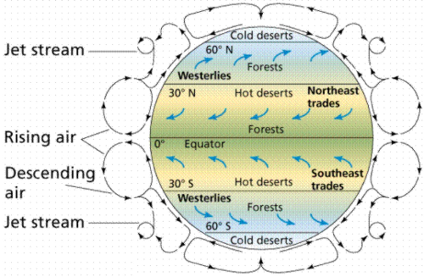 <p>Global winds that blow constantly from the same direction</p>