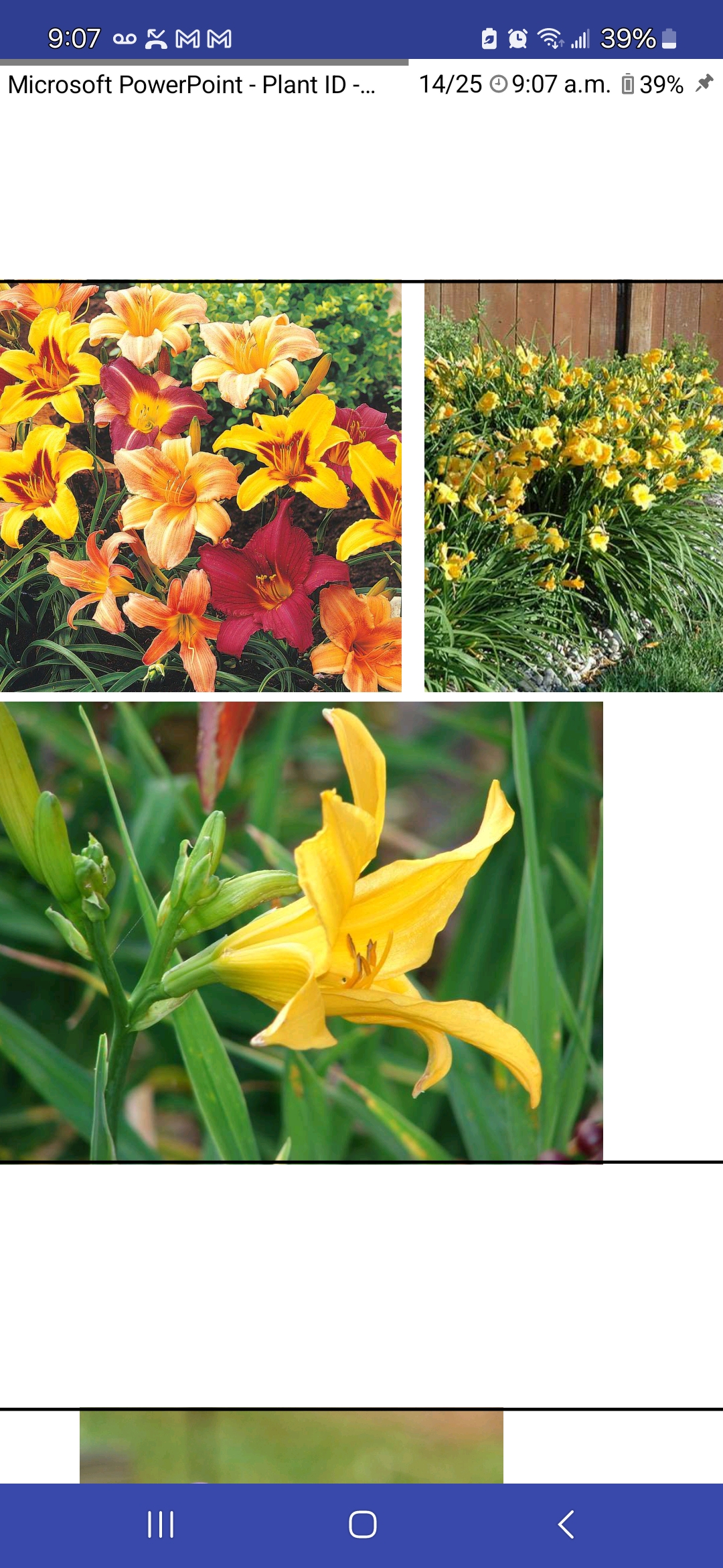<p>Hemerocallis spp., Liliaceae (Asphodelaceae)</p>