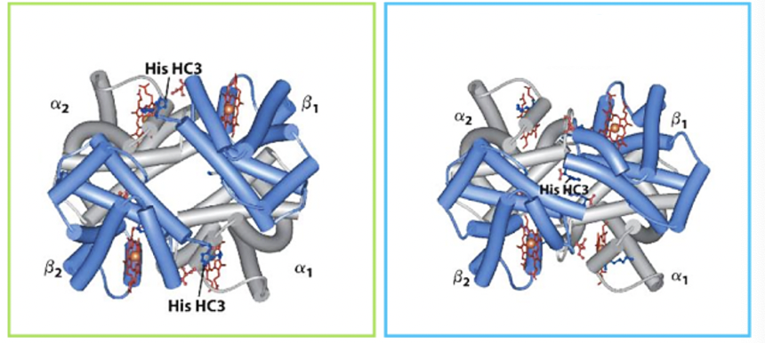 <p>The T state is most stable with oxygen</p>